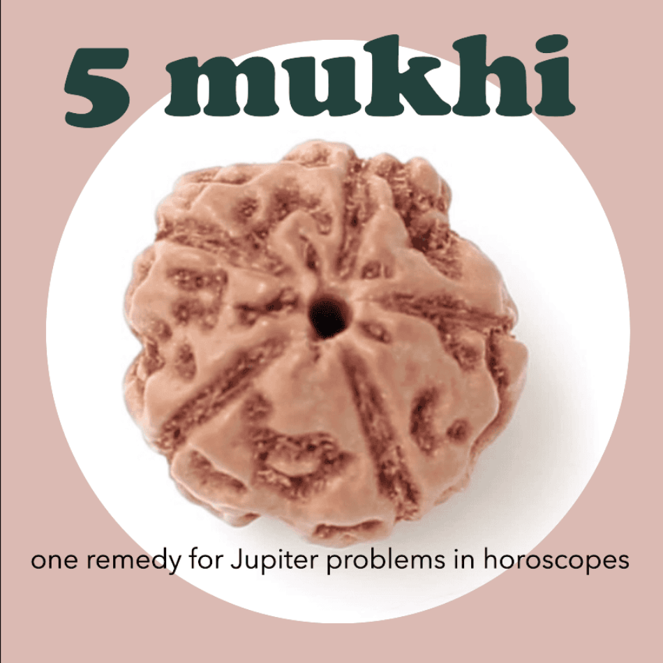 5 mukhi rudraksha - About Benefits, Significance, and Uses of five face rudraksha bead